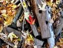 Autumn Leaves On Wood Pile
Picture # 2331

